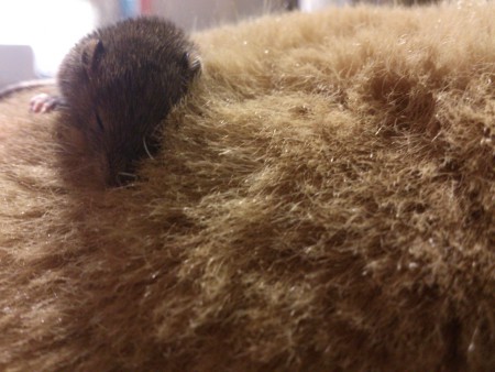 "Mountains will go into labour, and a silly little mouse will be born"Walt Disney 